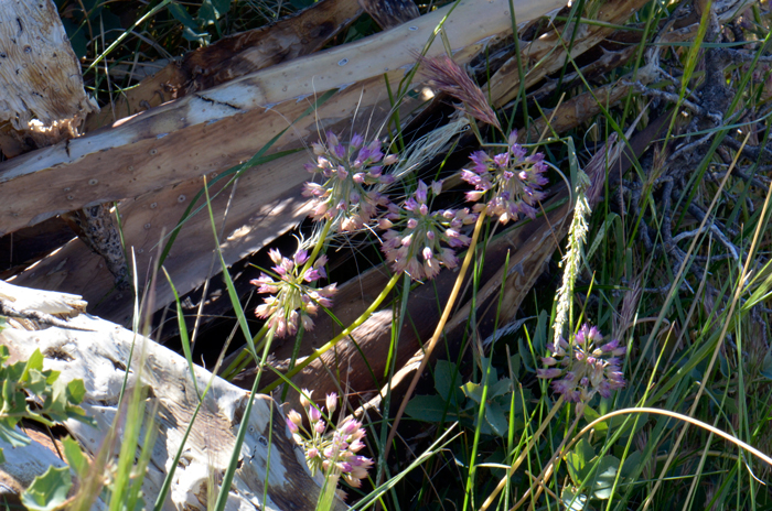 Dusky Onion is found in rocky, thin or sandy soils, foothills, mountains, particularly in dry areas including chaparral and woodland habitats; and on open or shaded slopes. Allium campanulatum